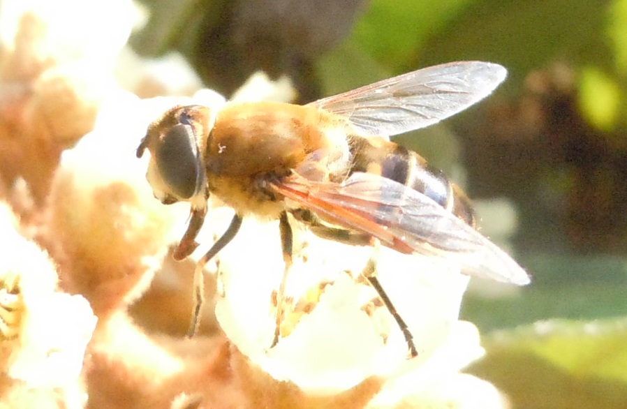 Eristalis tenax (Syrphidae)